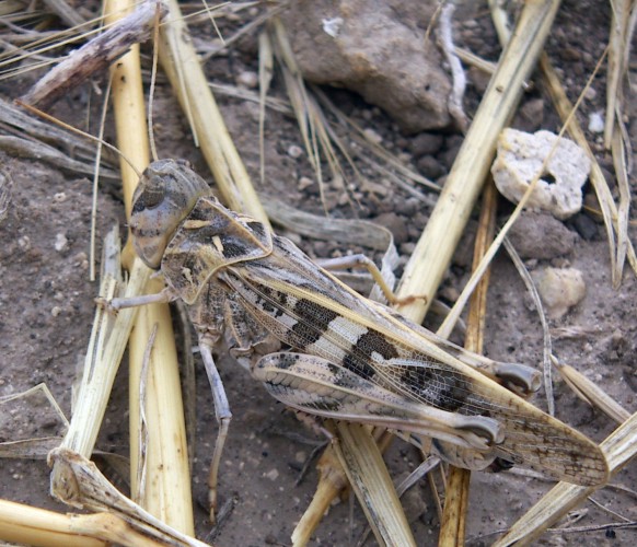 Cavalletta delle rocce: Oedaleus decorus